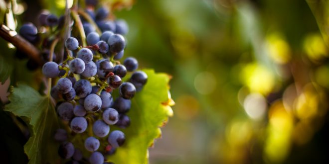 counterfeiting grapes