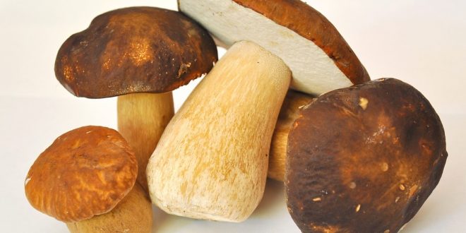 Mushrooms with original Traditional Balsamic Vinegar