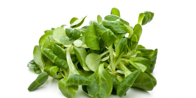 Songino salad